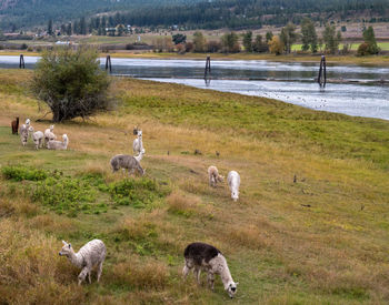 Sheep grazing in a field