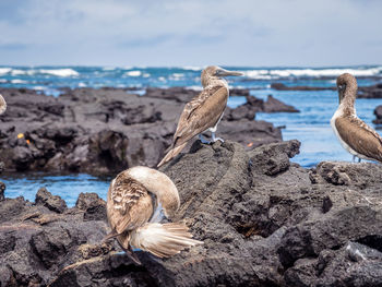 High angle view of seagull on rock at beach