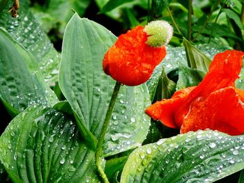 Close-up of water drops on plant