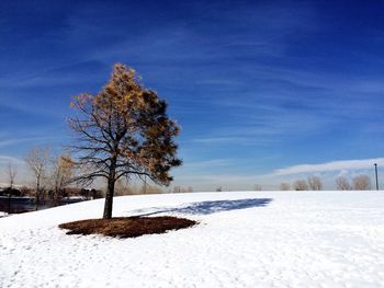 Bare trees on snow covered landscape