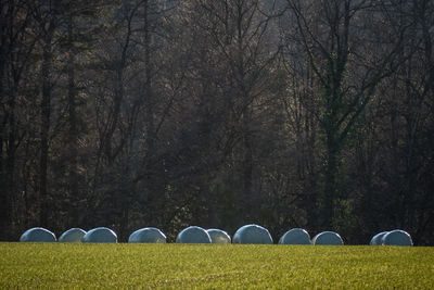 Scenic view of field against trees in forest