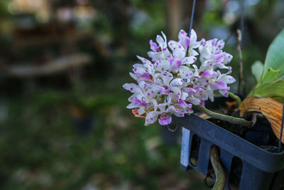 Close-up of purple flowers