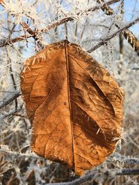 Close-up of dry leaf on branch