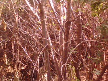Close-up of plants against trees