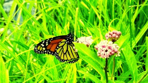 Close-up of butterfly pollinating flower