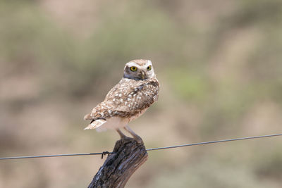 Close-up of bird perching on wooden post