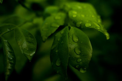 Close-up of raindrops on leaves