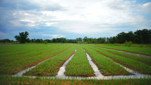 Scenic view of agricultural field against sky