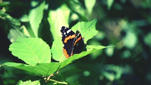 Close-up of butterfly on leaves