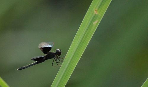 Close-up of insect on plant