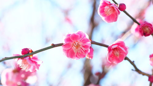 Close-up of pink cherry blossoms in spring