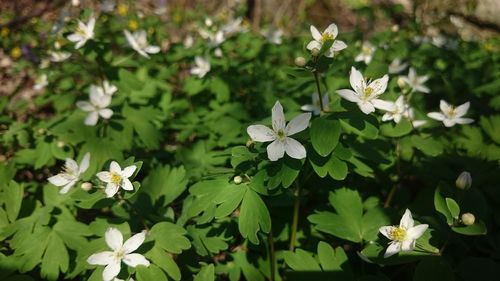 Close-up of white flowers blooming outdoors