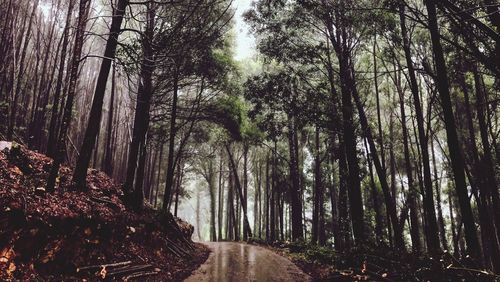 Road amidst trees in forest