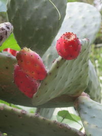 Close-up of prickly pear cactus