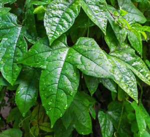 Full frame shot of wet leaves