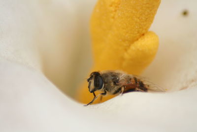 Close-up of bee pollinating on flower