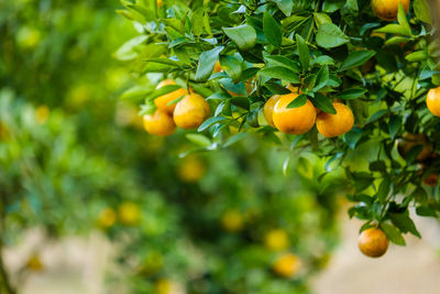 Orange fruits on tree