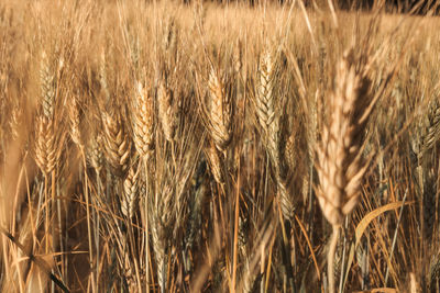 Full frame shot of wheat field