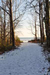 Bare trees on beach against sky