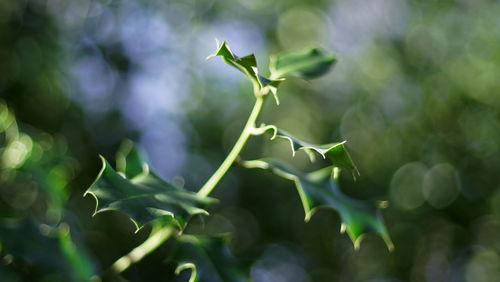 Close-up of fresh green plant