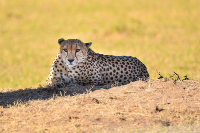 Close-up of a cat on field