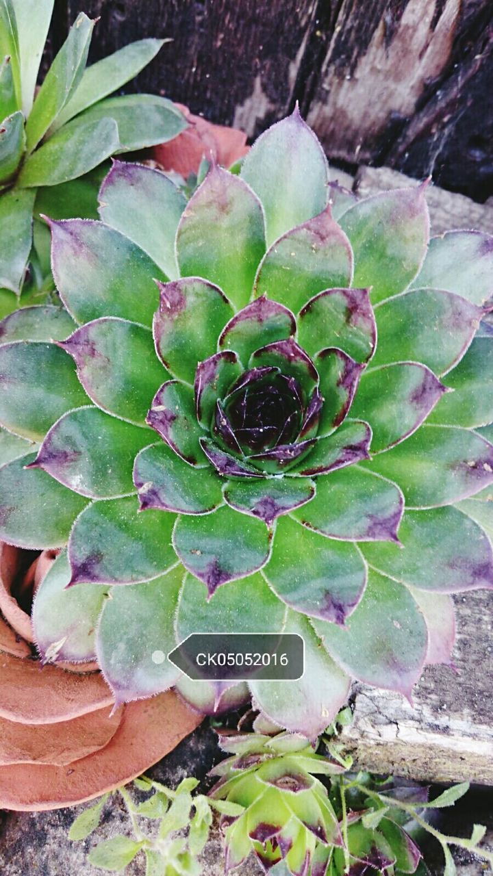 growth, leaf, plant, green color, nature, beauty in nature, close-up, freshness, flower, high angle view, fragility, cactus, natural pattern, outdoors, day, no people, green, succulent plant, focus on foreground, purple