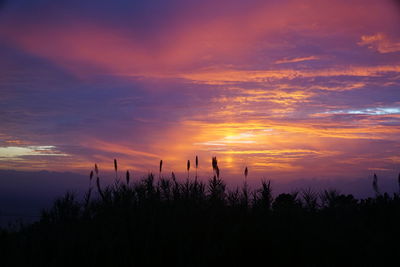 Silhouette plants against dramatic sky during sunset