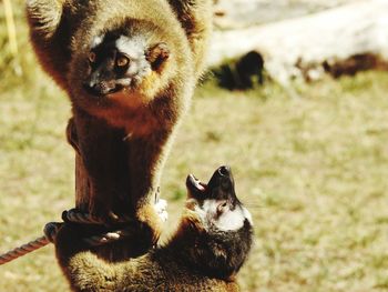 Portrait of monkey on tree