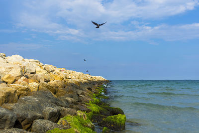 Seagull flying over sea against sky