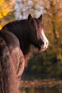 Close-up of a horse