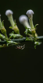 Close-up of plant over black background