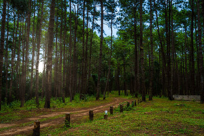 Pine trees in forest