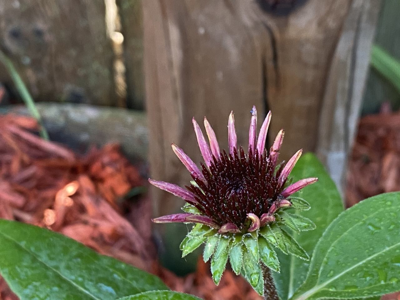 CLOSE-UP OF WET PINK FLOWER