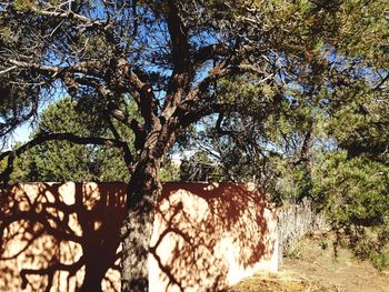 Low angle view of trees