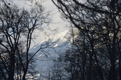 Low angle view of trees in forest during winter