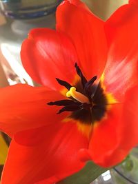 Close-up of red flower blooming outdoors