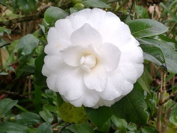 Close-up of white flower blooming outdoors