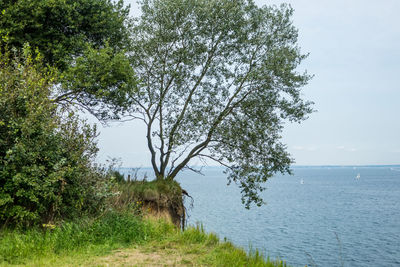 Tree by sea against sky