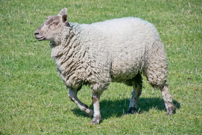 Stocky sheep walking on grass