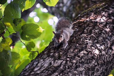 Close-up of squirrel on tree trunk