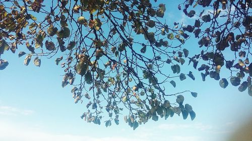 Low angle view of tree against sky