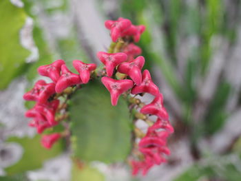 Close-up of red flowering plant