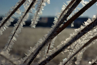 Close-up of frozen plants during winter