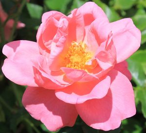 Close-up of pink flower