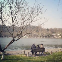 Bare trees on lakeshore