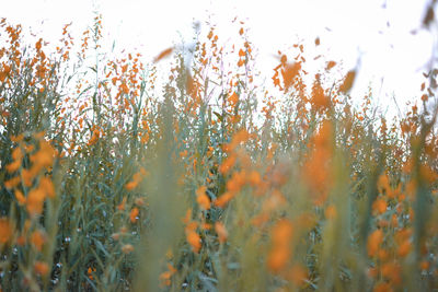 Close-up of plants growing on field