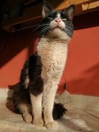 Close-up of cat looking up at home