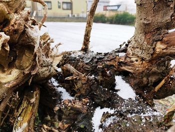 Close-up of tree trunk