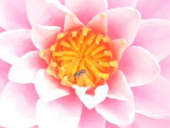 Close-up of pink flower