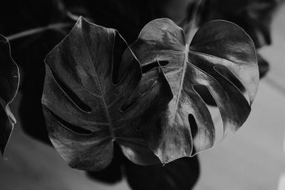 Close-up of wilted flower plant